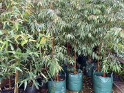 Council plants trees to combat rising temperatures