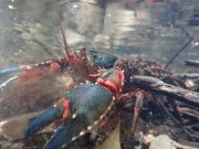 Individual fined over Hazelbrook Creek crayfish kill