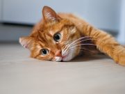 Warning to cat owners as virus numbers spike