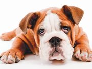 The dark side of chocolate for our pets this Easter