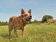 Understanding kennel cough and its impact on your dog