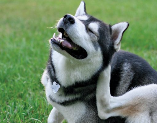 Spring gardening safety for your pets