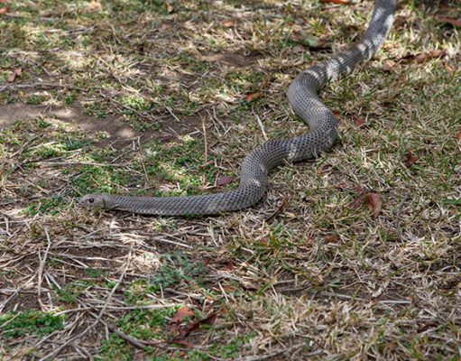 Keeping pets safe from snakes this summer