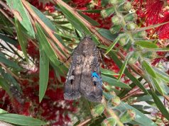 Spot a blue Bogong moth? Help scientists track the migration in the Blue Mountains