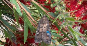 Spot a blue Bogong moth? Help scientists track the migration in the Blue Mountains