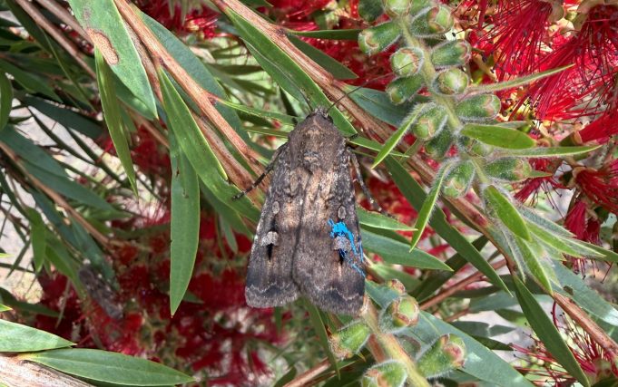 Spot a blue Bogong moth? Help scientists track the migration in the Blue Mountains