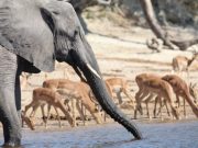 Africa and The Charm of The Chobe